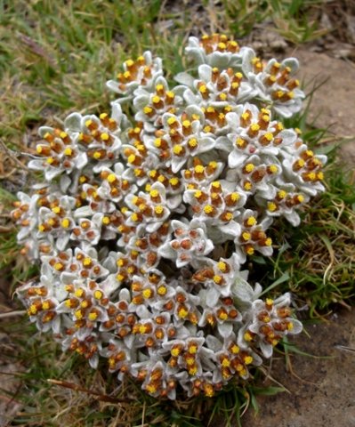 Helichrysum lineatum leaves and flowerheads